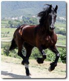 Galloping horse, photo by Lali Masriera, available through Creative Commons